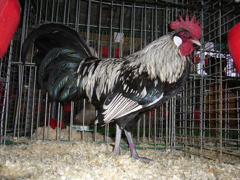 Bezirksschau Luebbecke 356.jpg - Bergische Zwerg Schlotterkämme schwarz-weiss dedobbelt von Eike-Ferdinand Zeh Preis sg 95 E